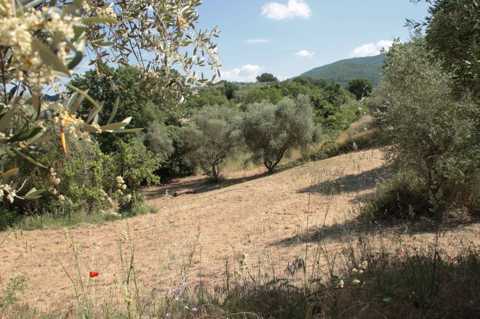 Villa in vendita a Fornacchia, Soriano nel Cimino - Agenzia Immobiliare Viterbo - Anteprima 8