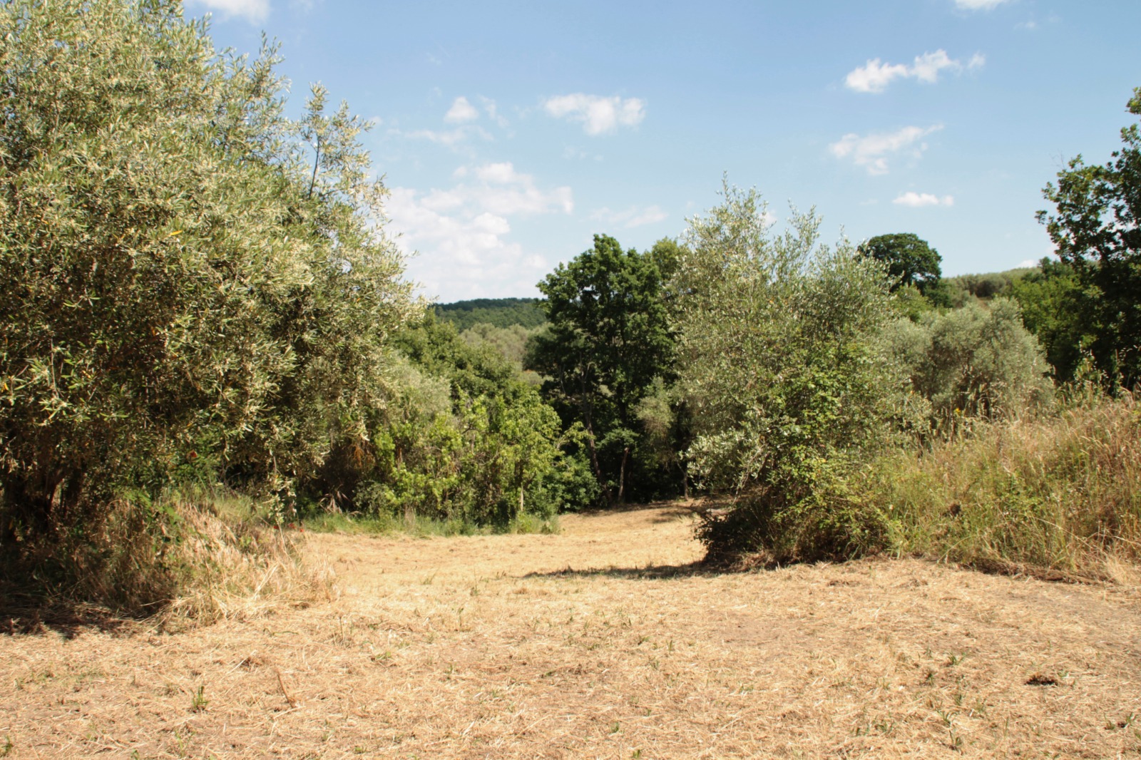 Villa in vendita a Fornacchia, Soriano nel Cimino - Agenzia Immobiliare Viterbo - Anteprima 47